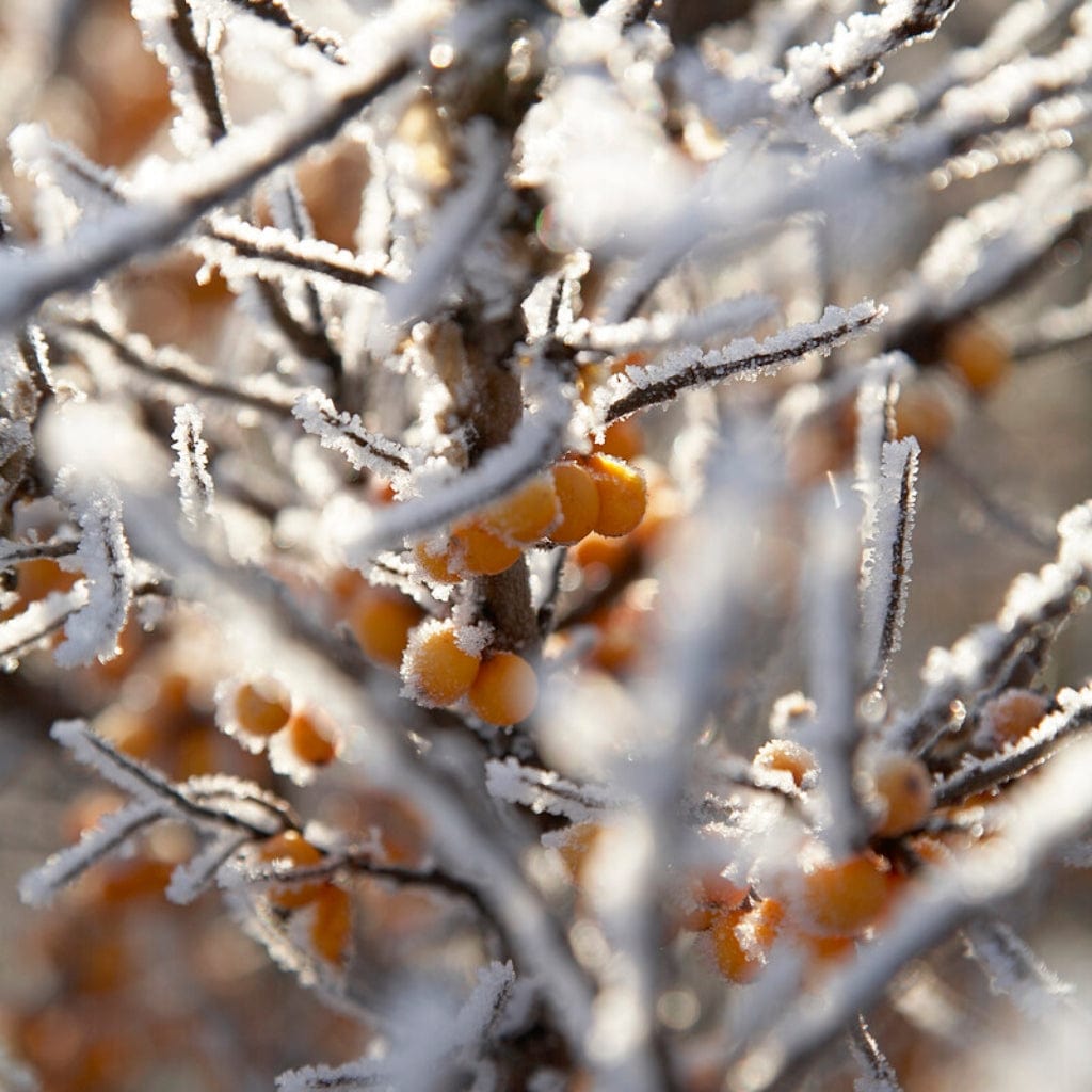 Hippophae rhamnoides