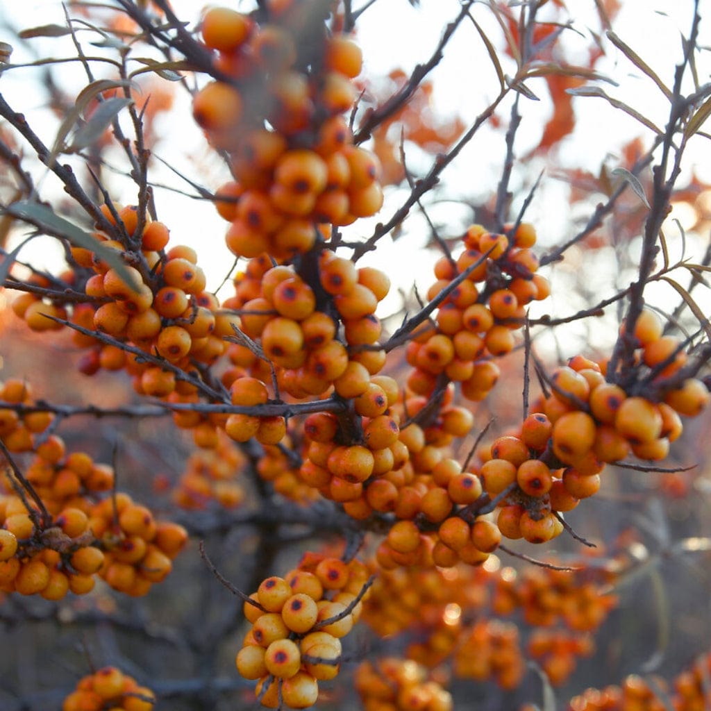 Hippophae rhamnoides