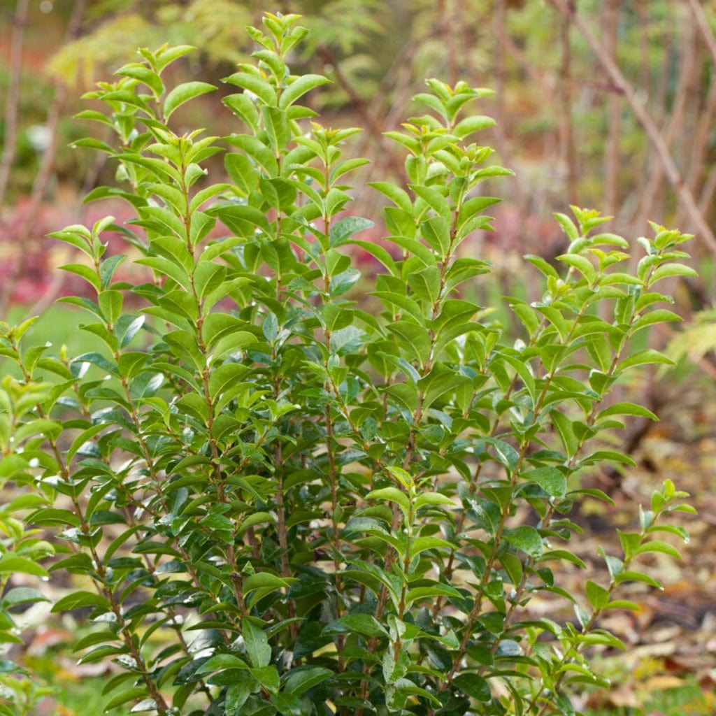 Ligustrum ovalifolium