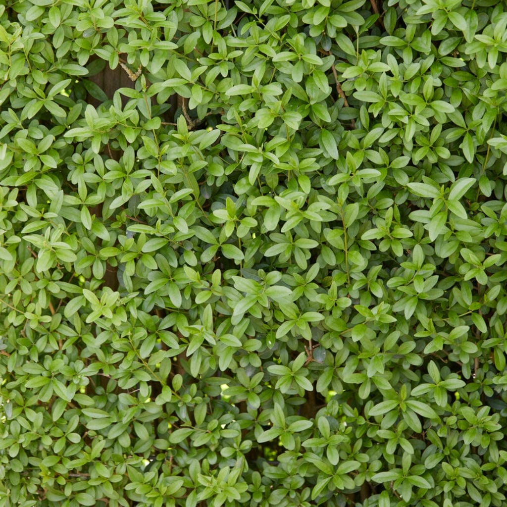 Ligustrum ovalifolium