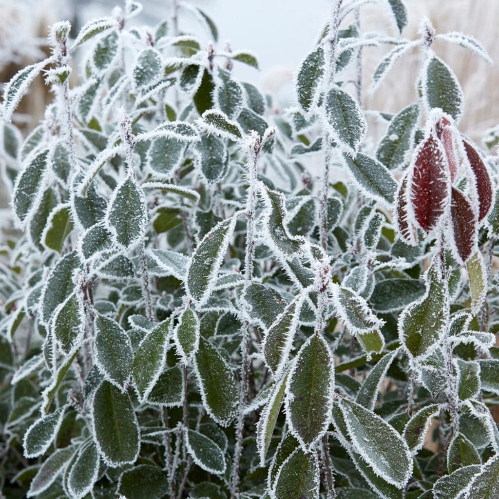 Ligustrum ovalifolium