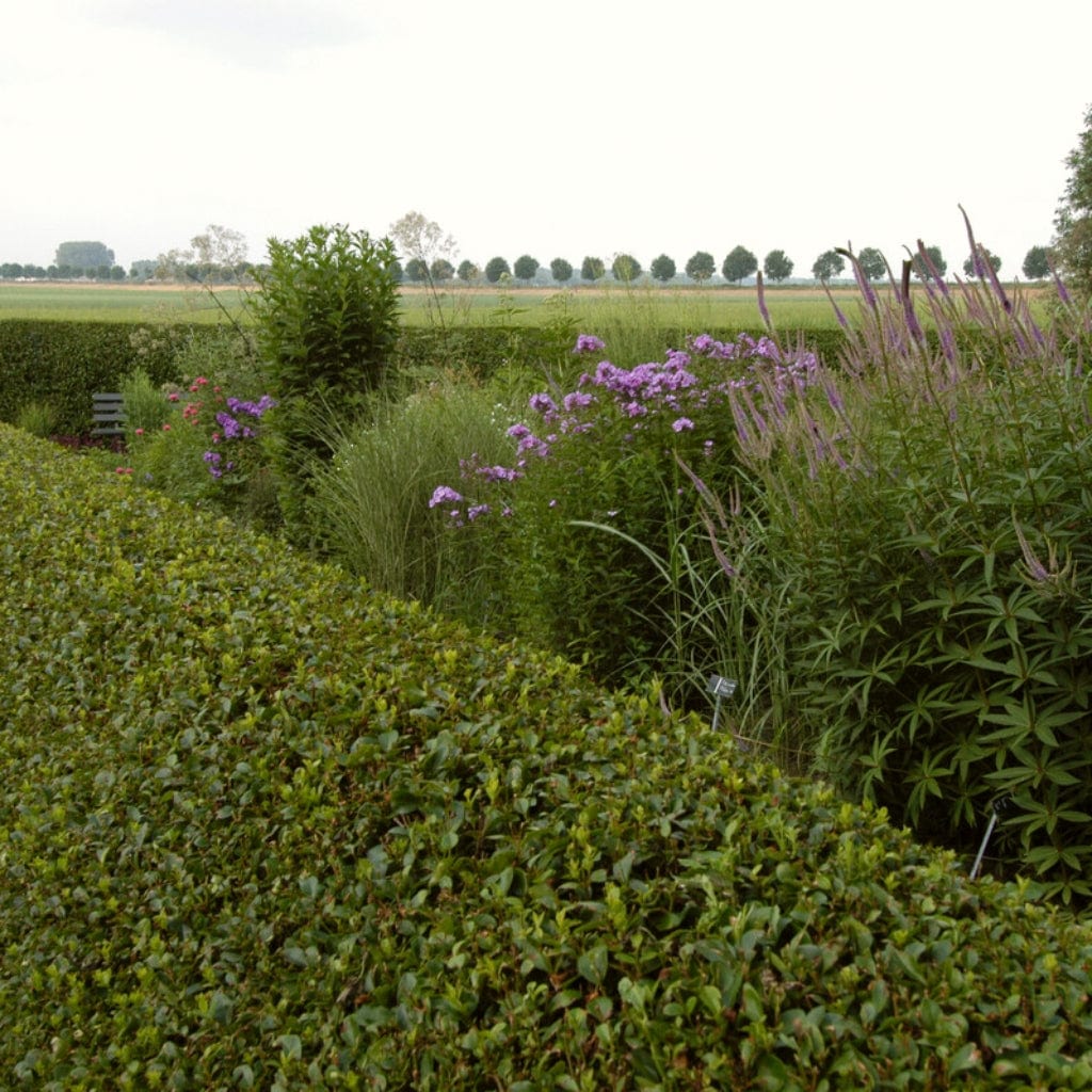 Ligustrum ovalifolium