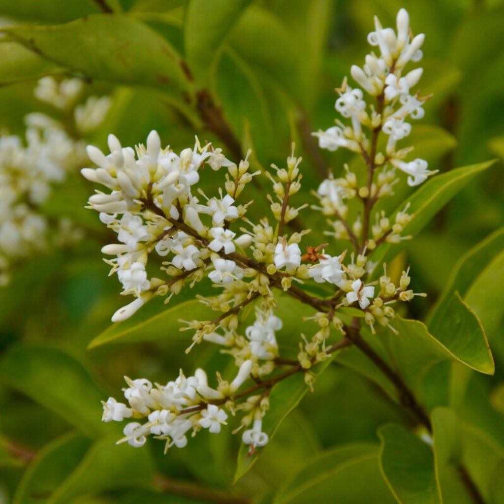 Ligustrum ovalifolium