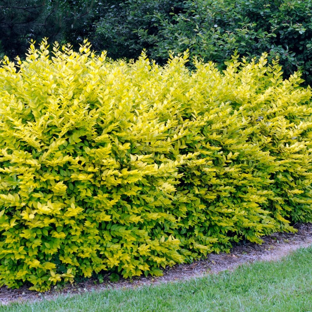 Ligustrum ovalifolium 'Aureum'