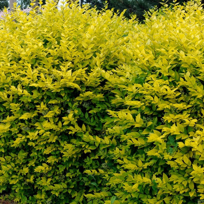 Ligustrum ovalifolium 'Aureum'