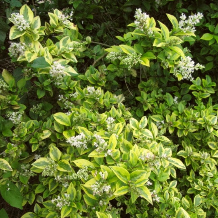 Ligustrum ovalifolium 'Aureum'
