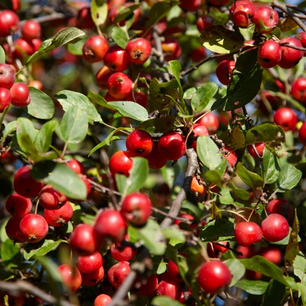 Malus sylvestris