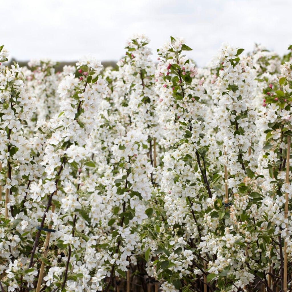 The Ultimate Flowering Hedge