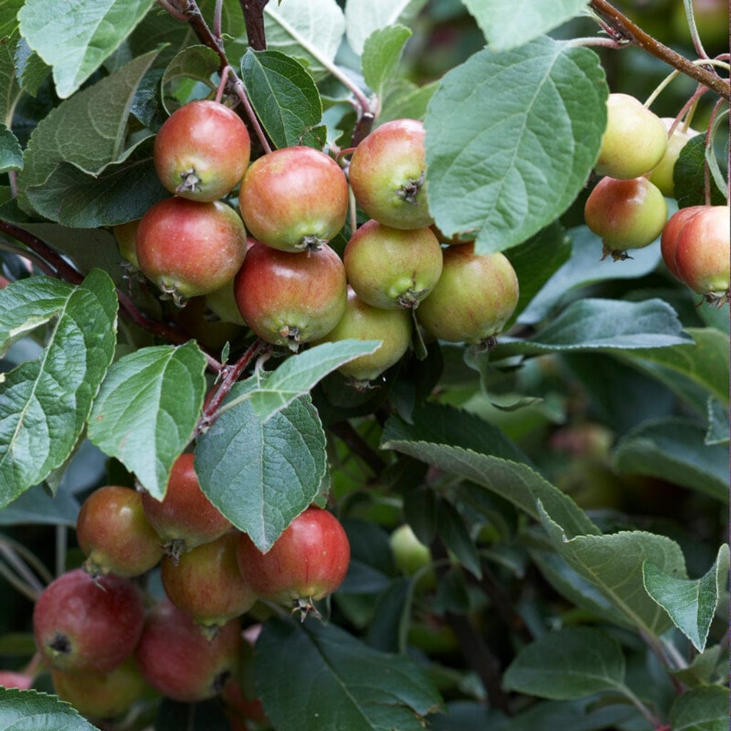 Malus sylvestris