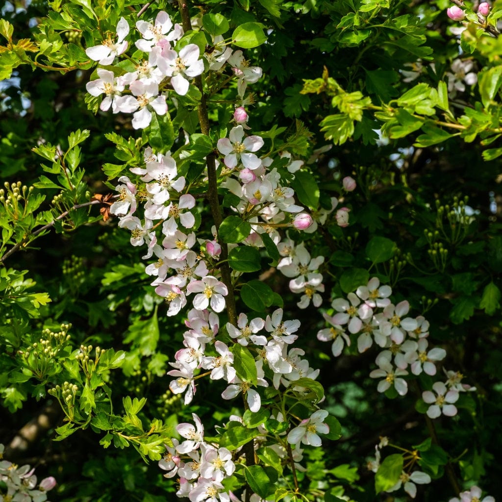 Malus sylvestris