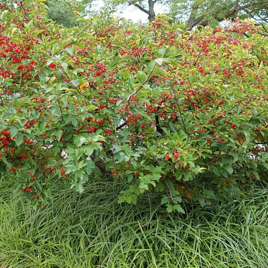 Malus sylvestris