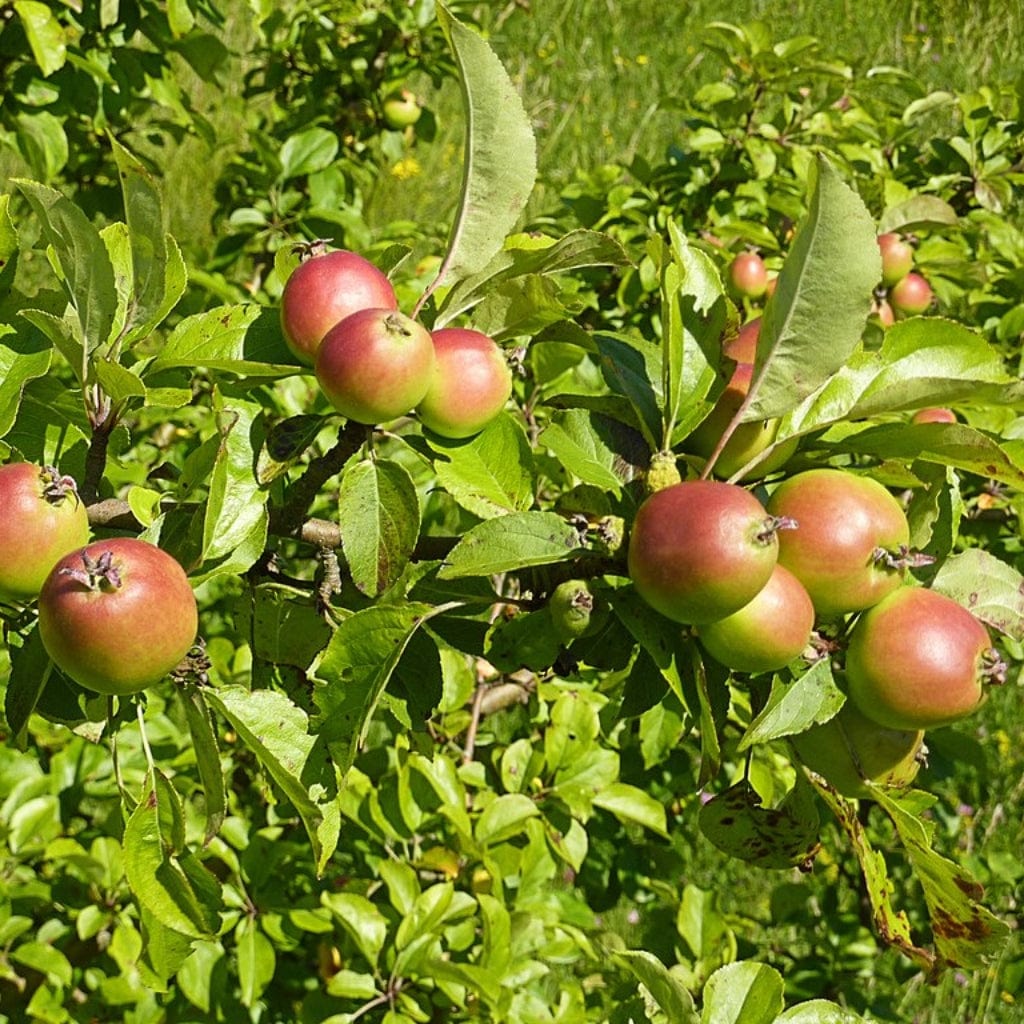 Malus sylvestris