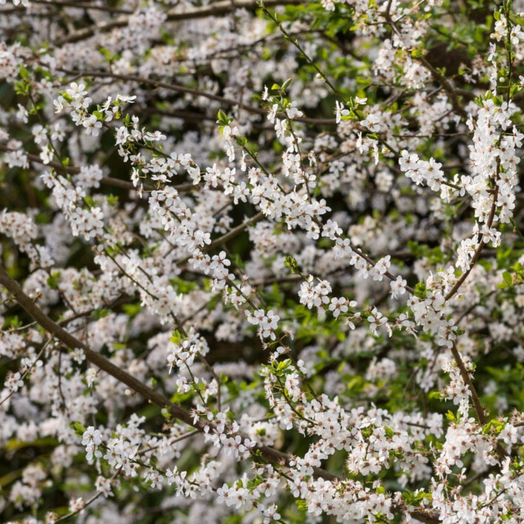 The Ultimate Flowering Hedge