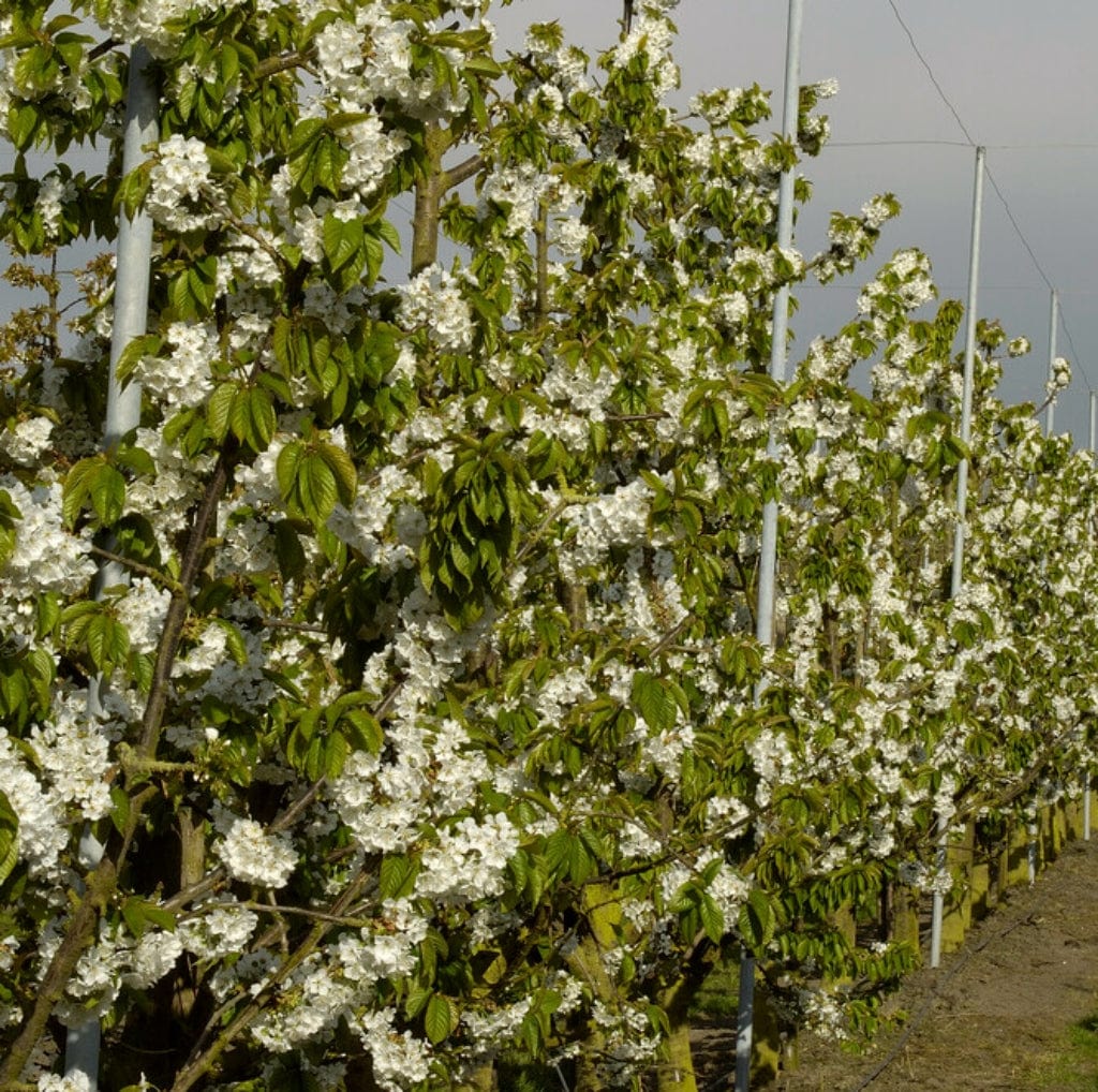 Prunus avium