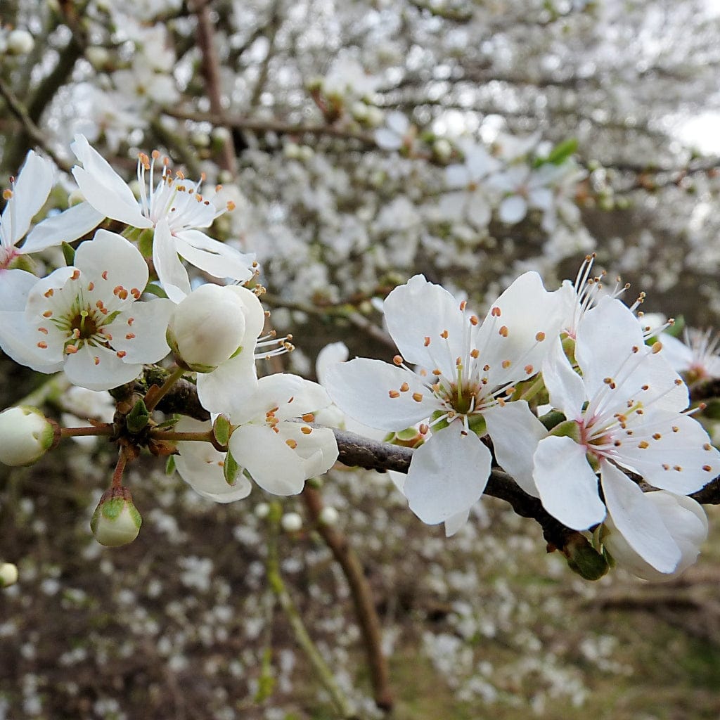 Prunus cerasifera