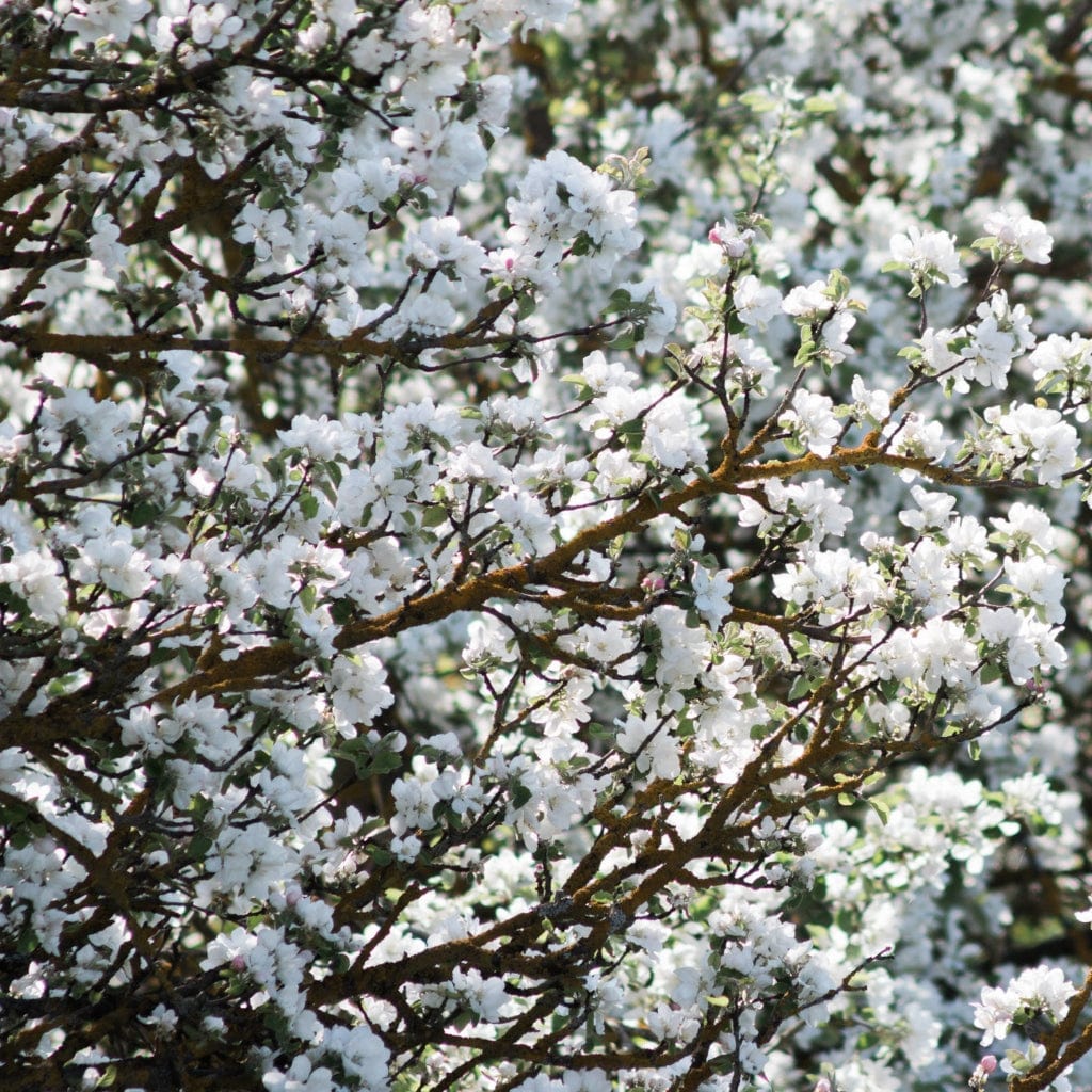 Prunus cerasifera
