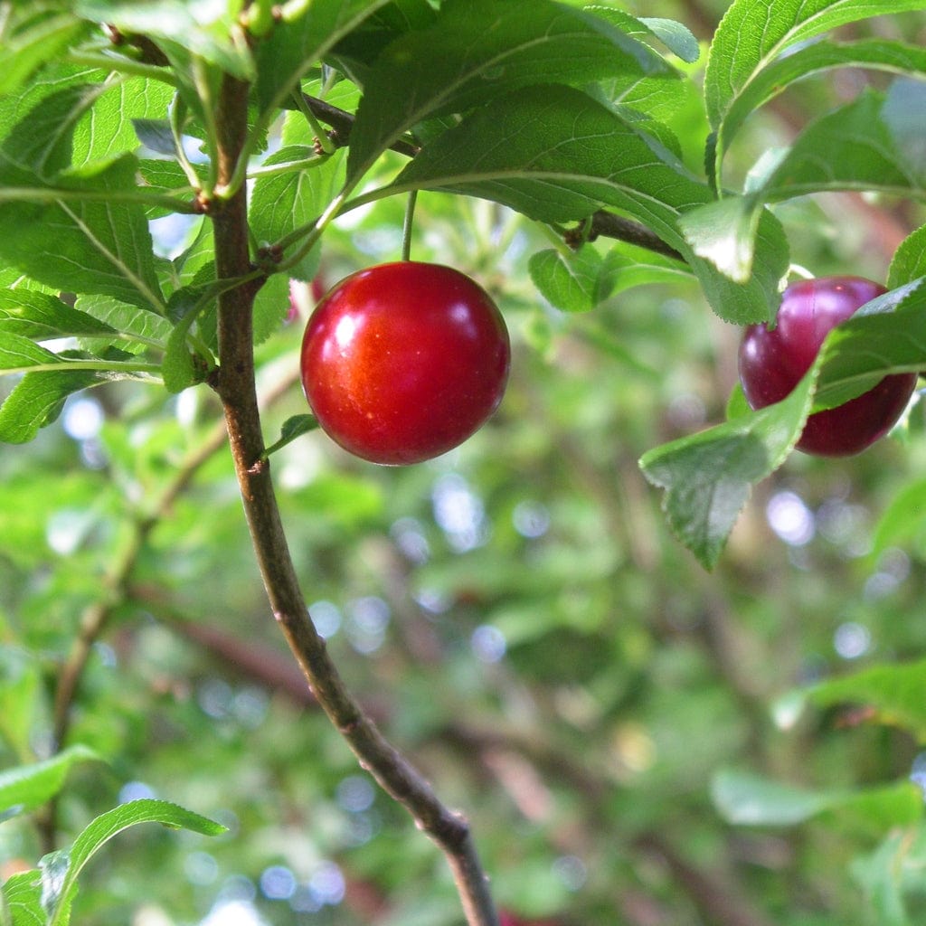 Prunus cerasifera