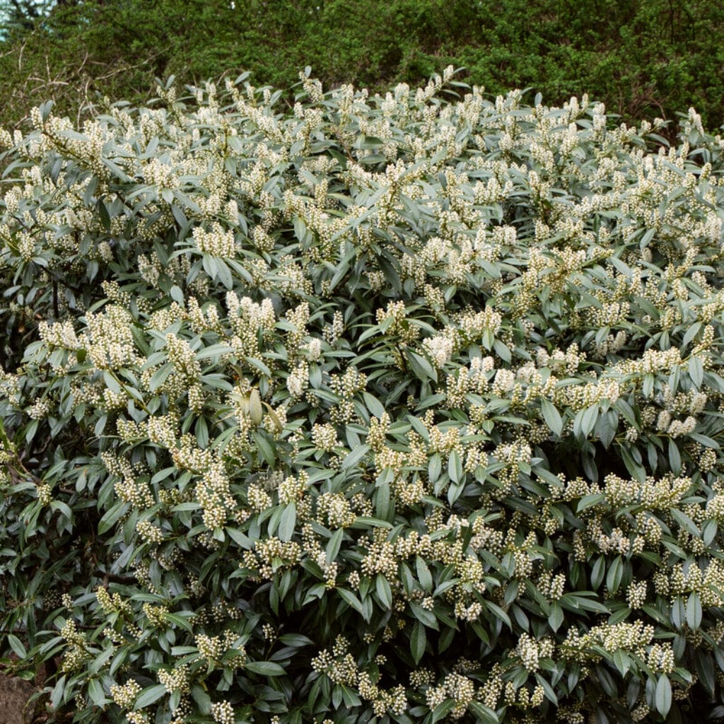 Prunus laurocerasus 'Rotundifolia'