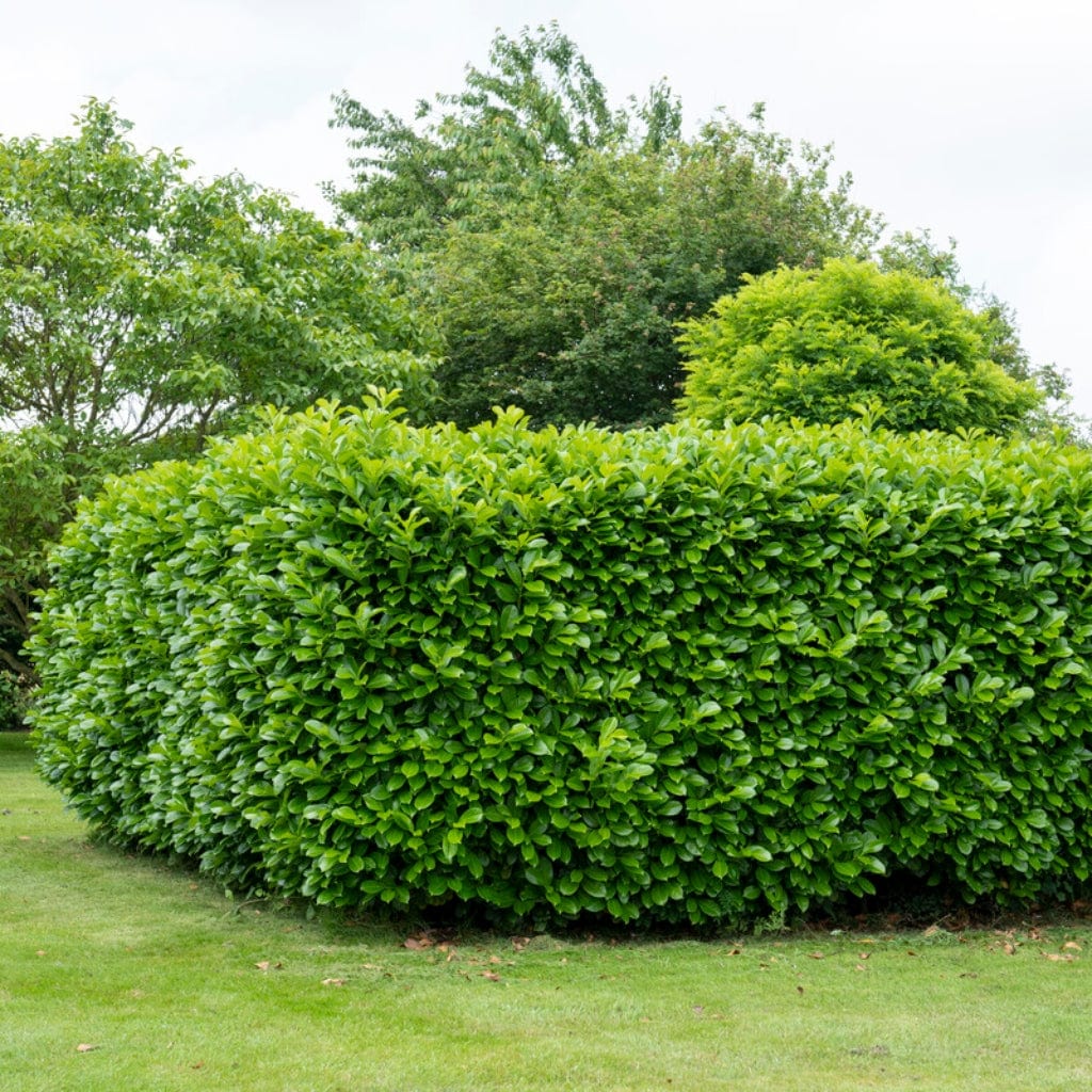 Prunus laurocerasus 'Rotundifolia'