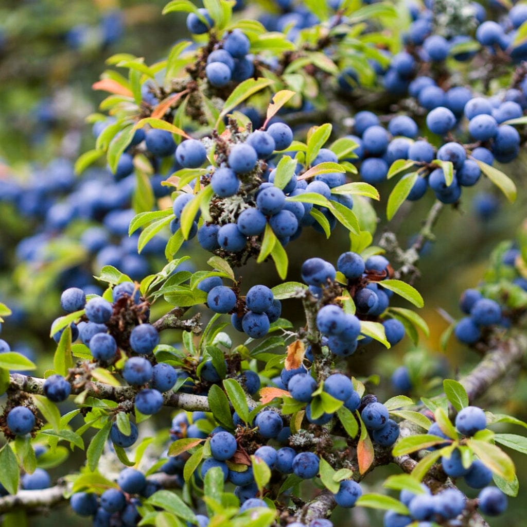 Growers' Choice