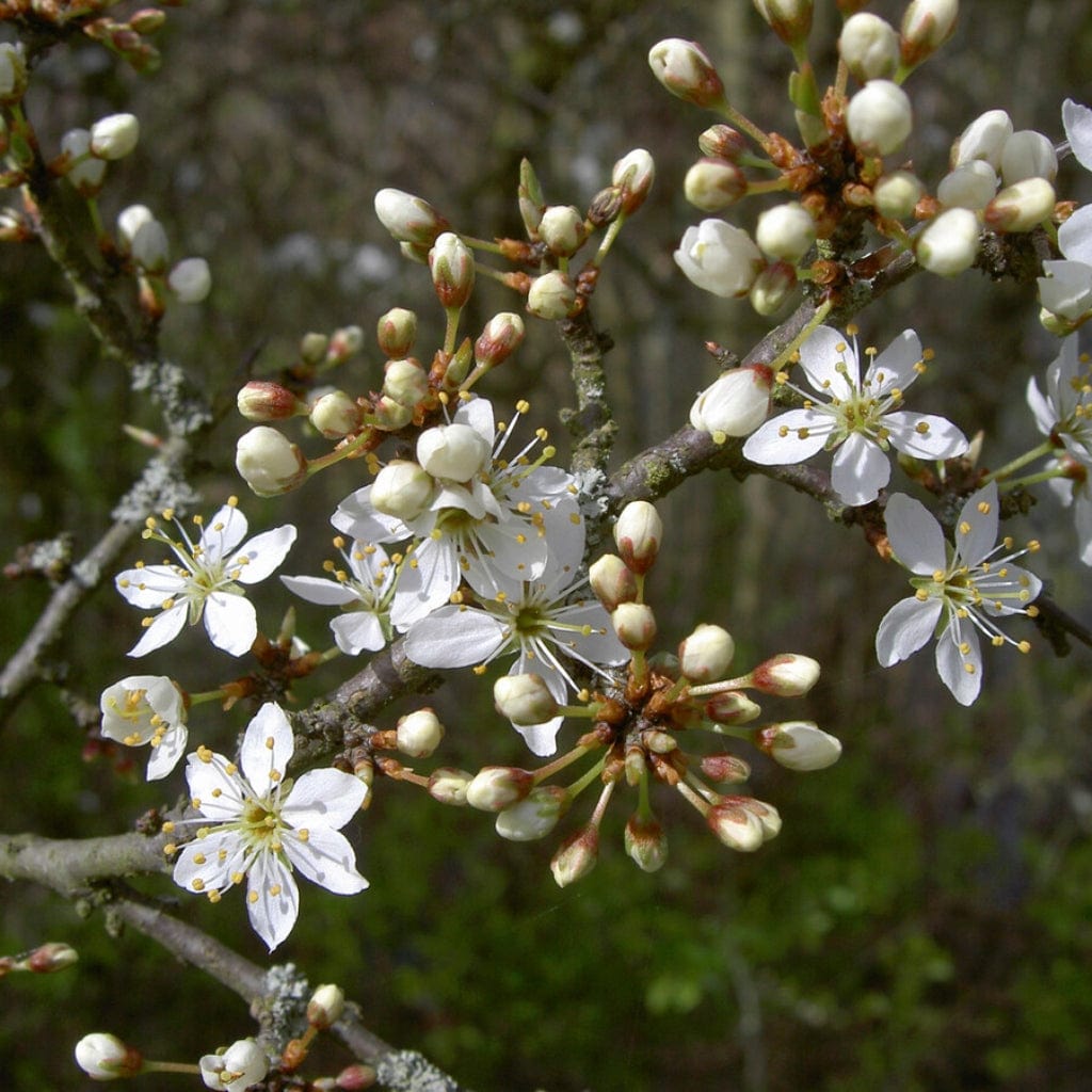 Prunus spinosa