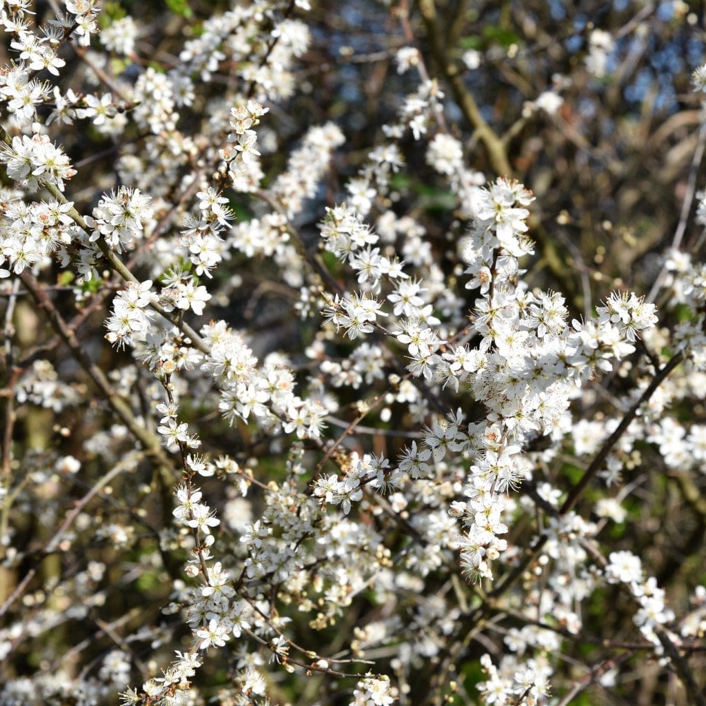 Prunus spinosa
