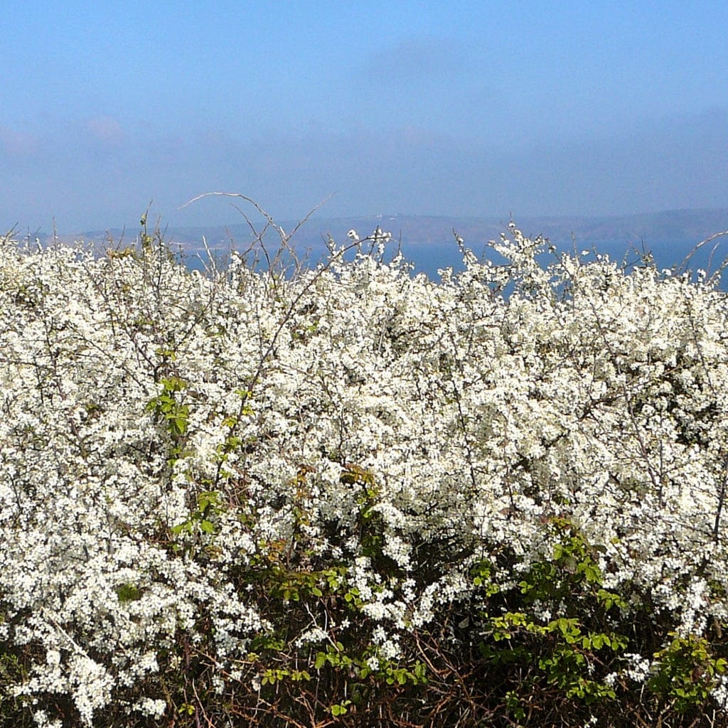 Prunus spinosa