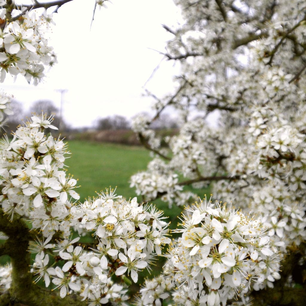 Prunus spinosa
