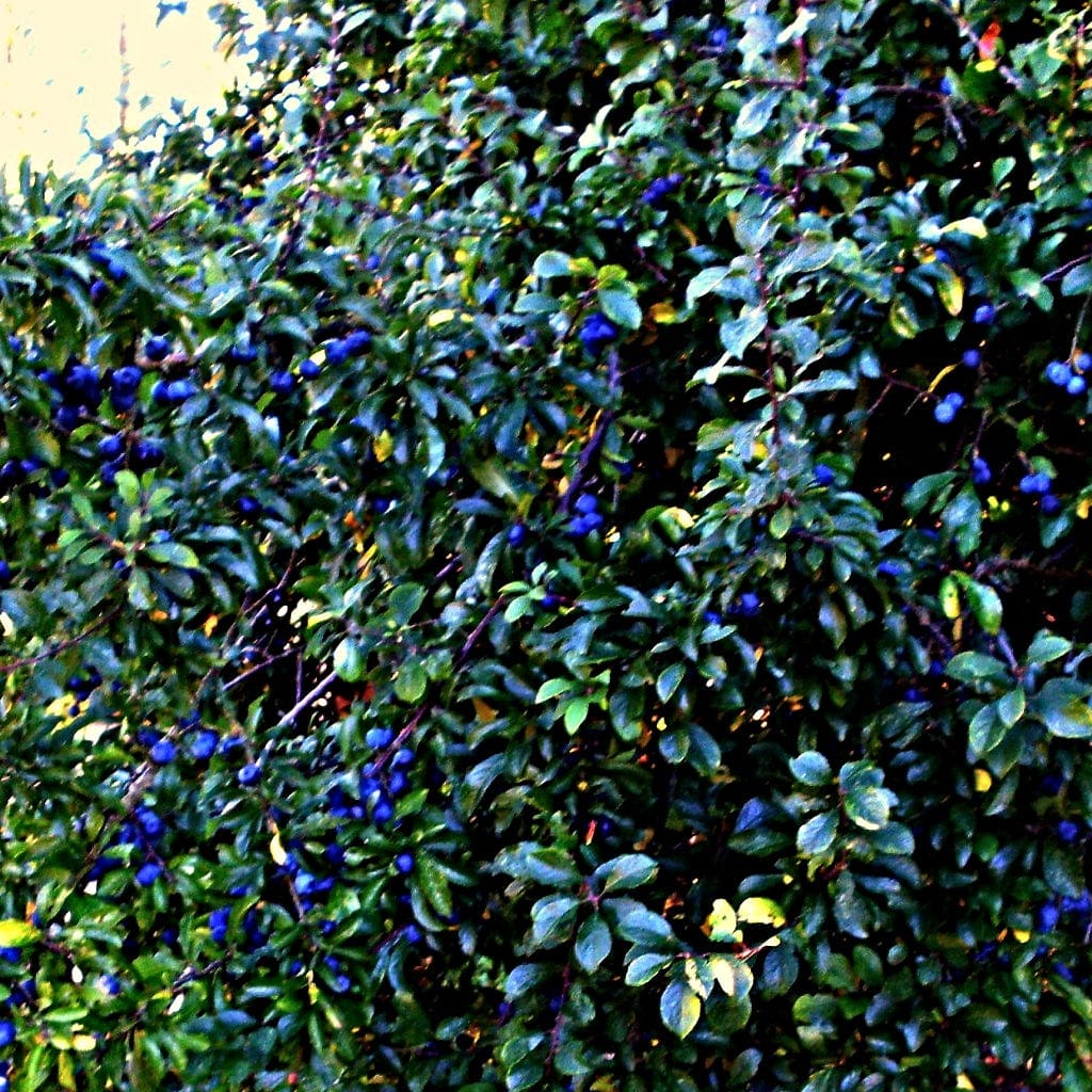 Prunus spinosa