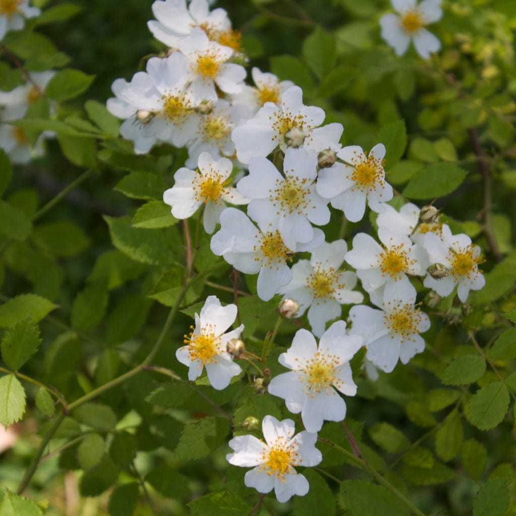 Rosa arvensis