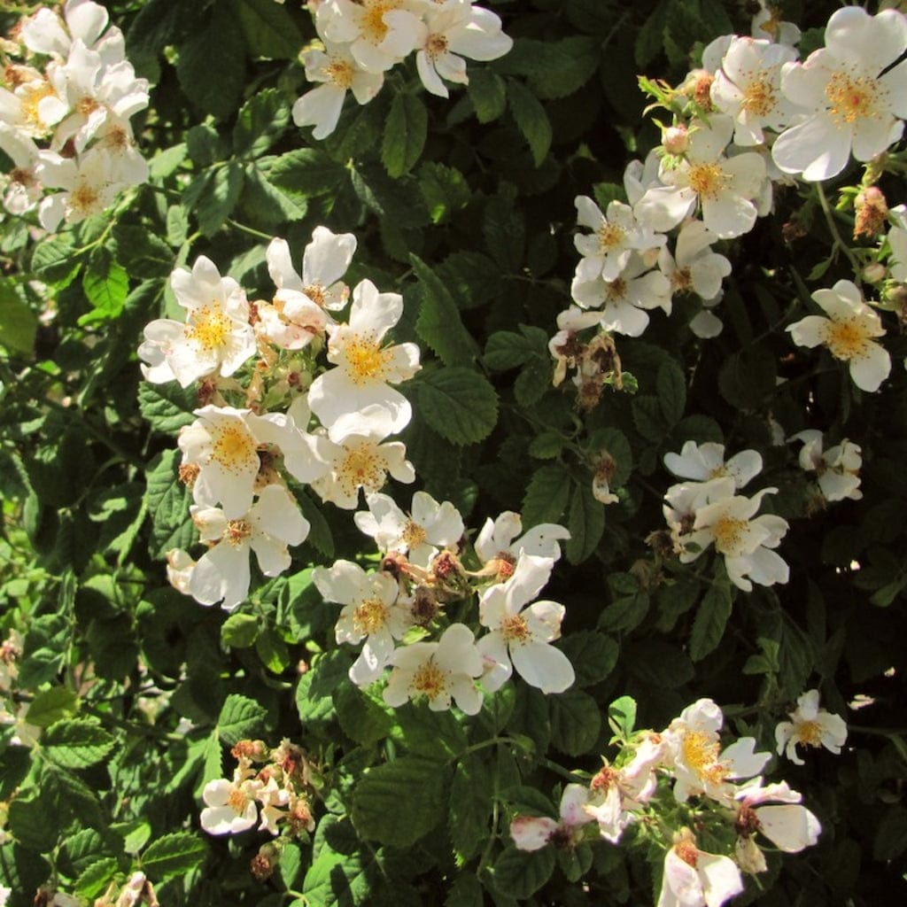 Rosa arvensis