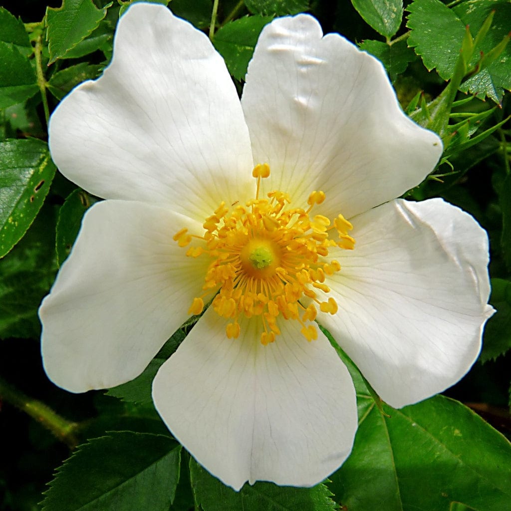 Rosa arvensis