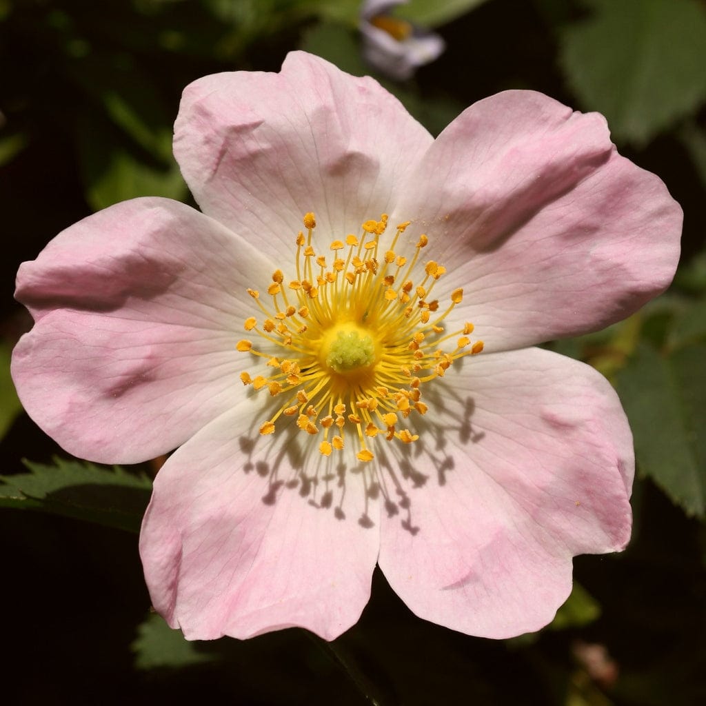 Rosa canina
