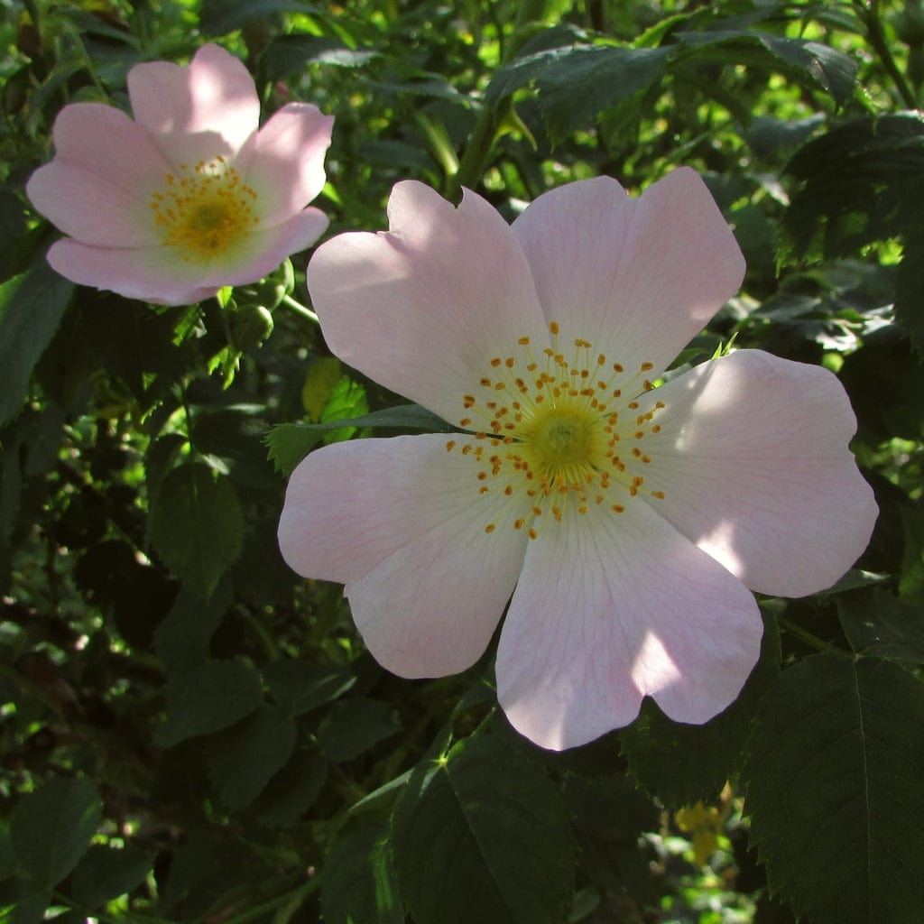 Rosa canina