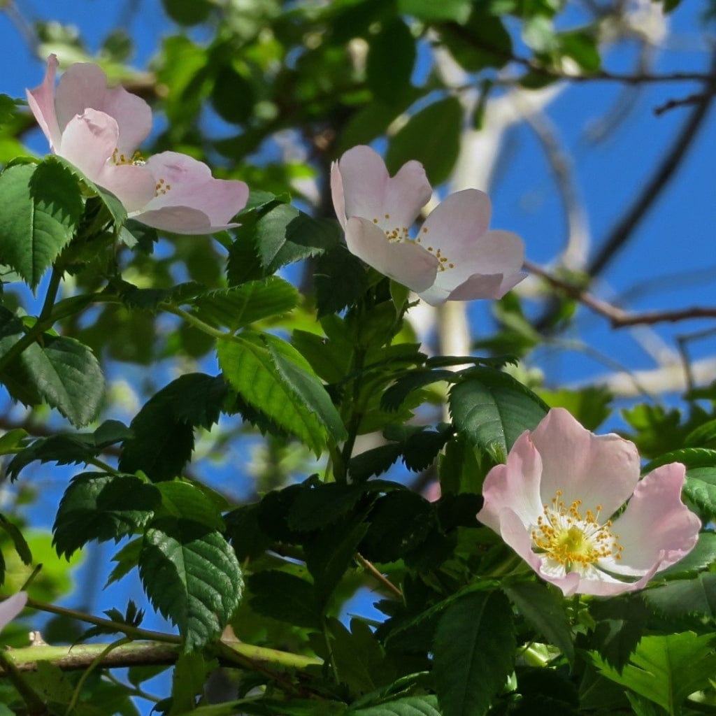 Rosa canina