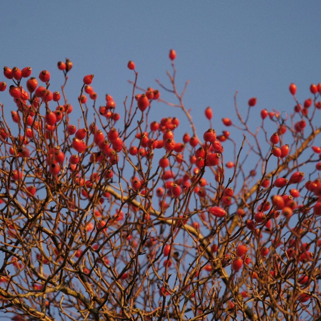 Rosa canina