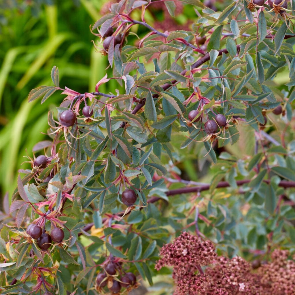 Rosa glauca