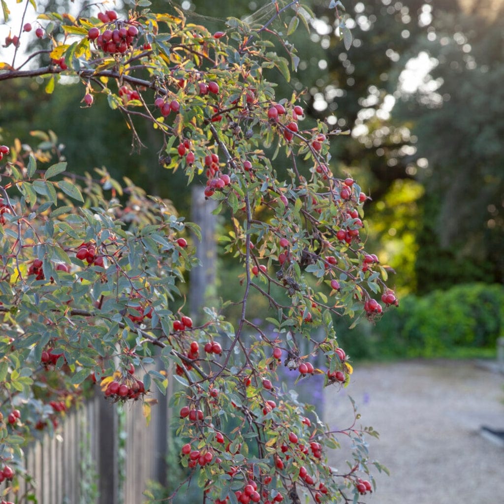 Rosa glauca