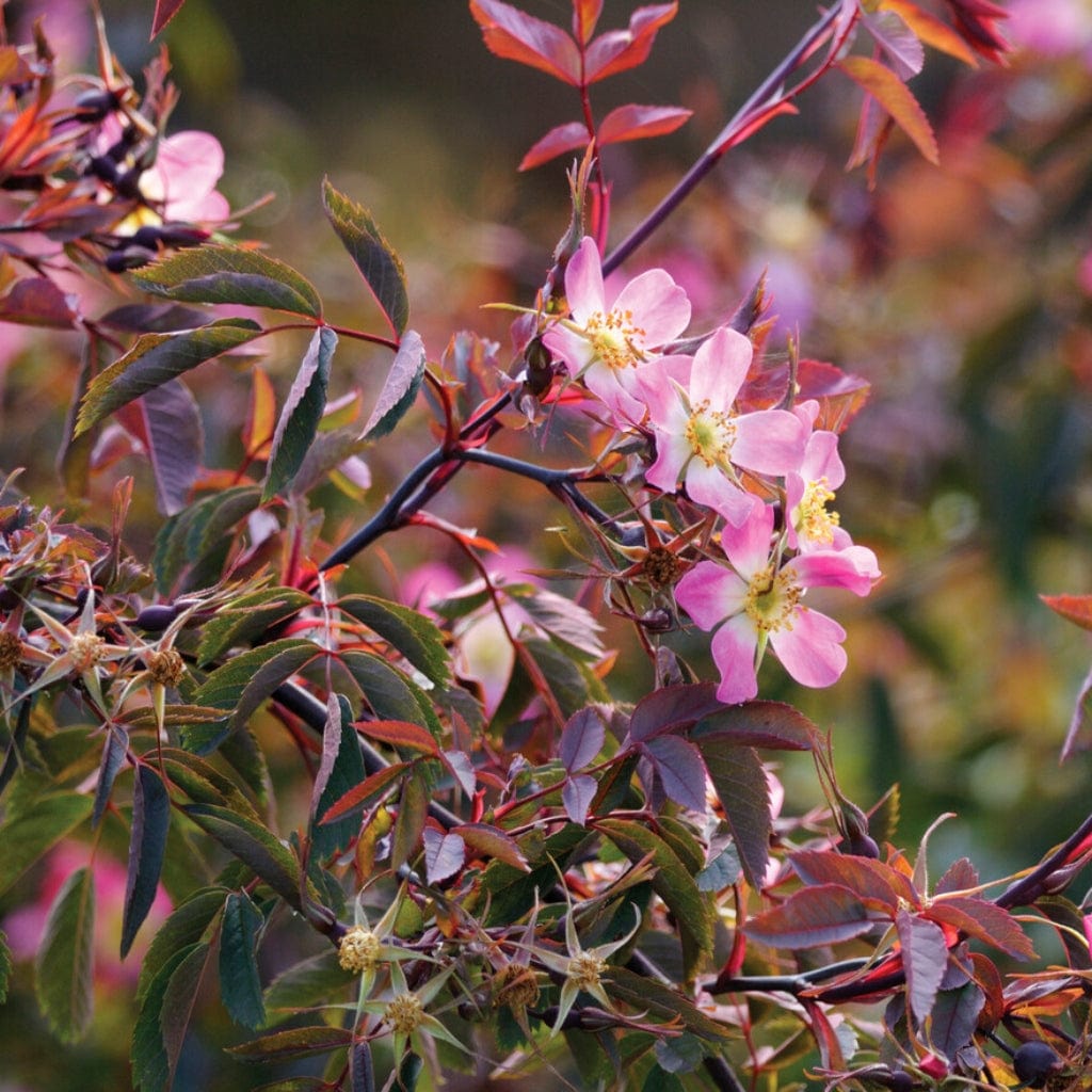 Rosa glauca
