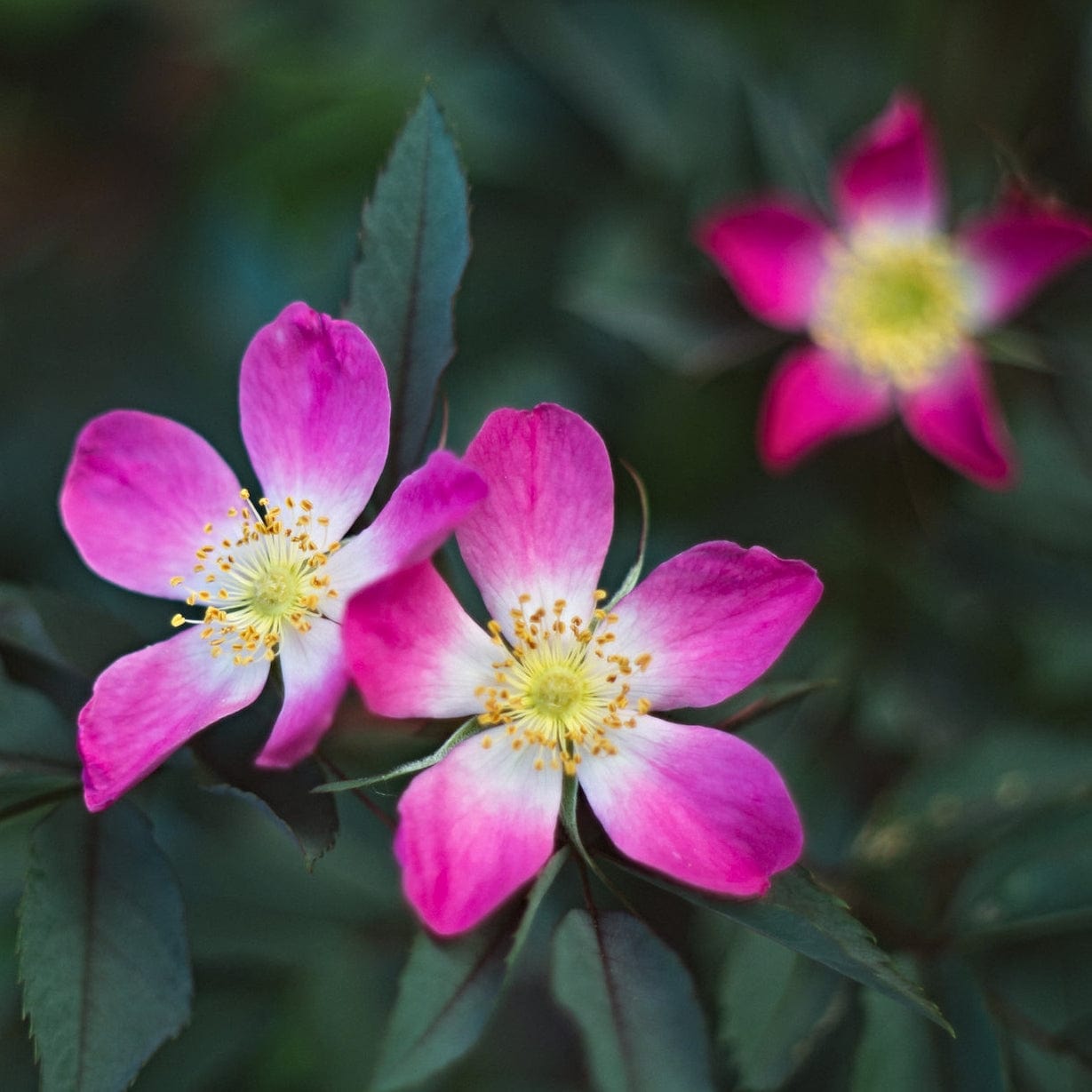 Rosa glauca