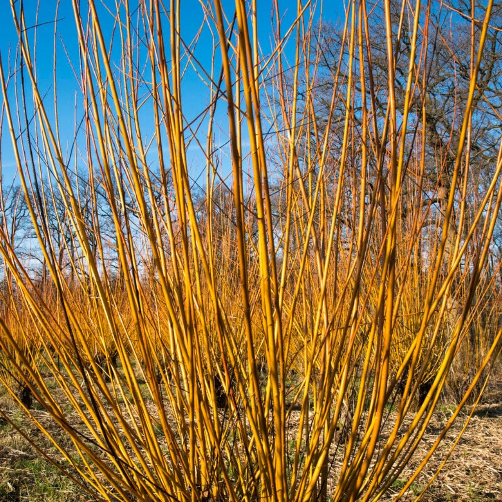 Salix alba 'Chermesina'