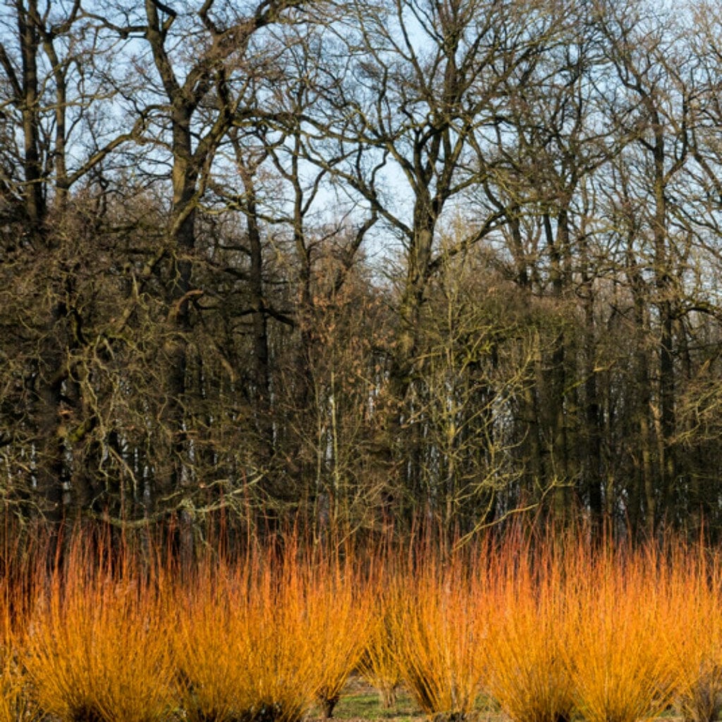 Salix alba 'Chermesina'
