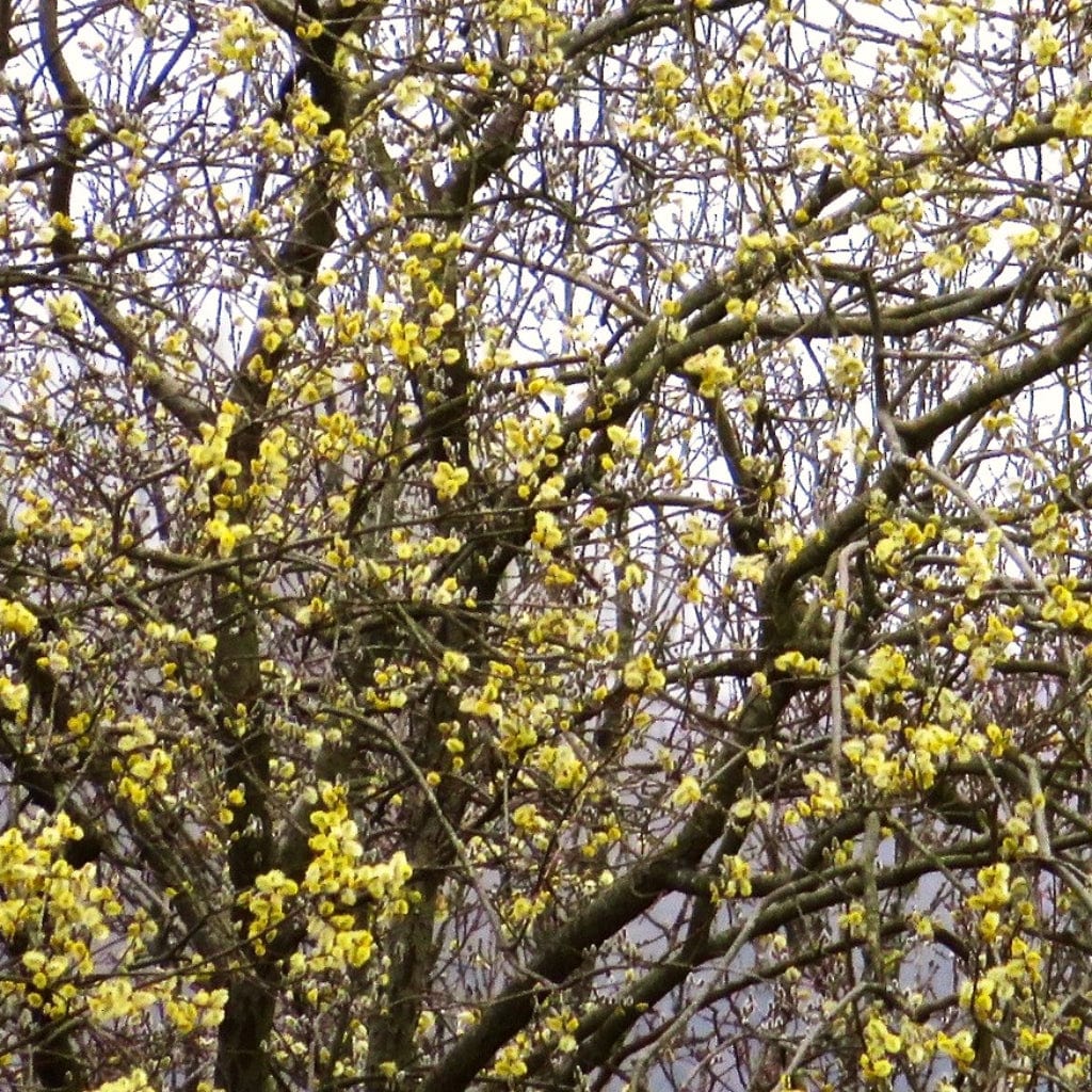 Salix caprea