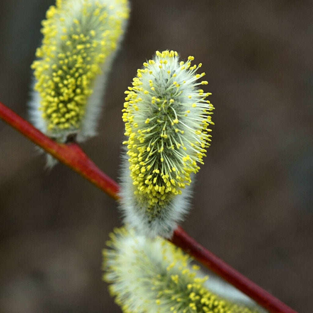 Salix caprea