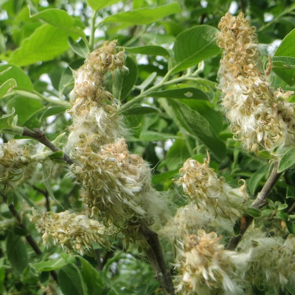 Salix caprea