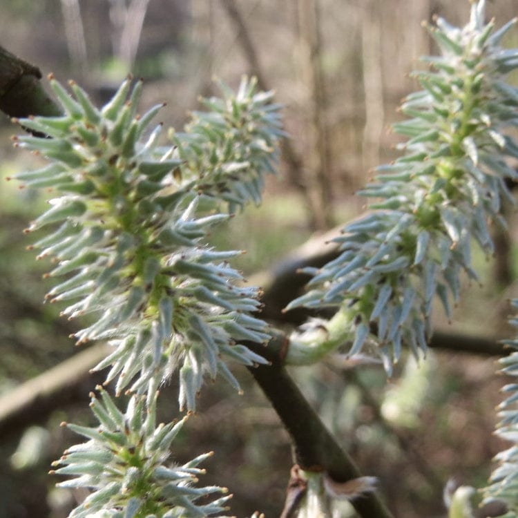 Salix caprea