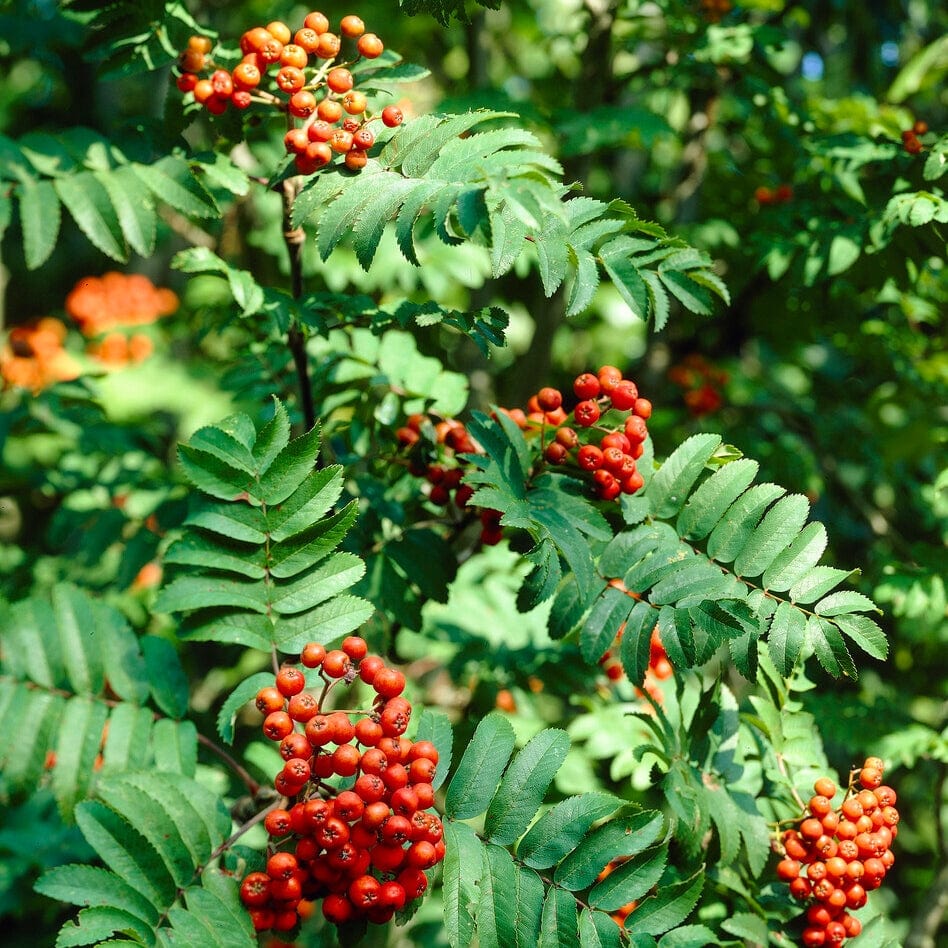Sorbus aucuparia