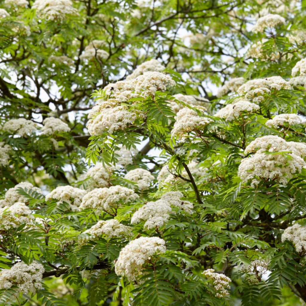 Sorbus aucuparia
