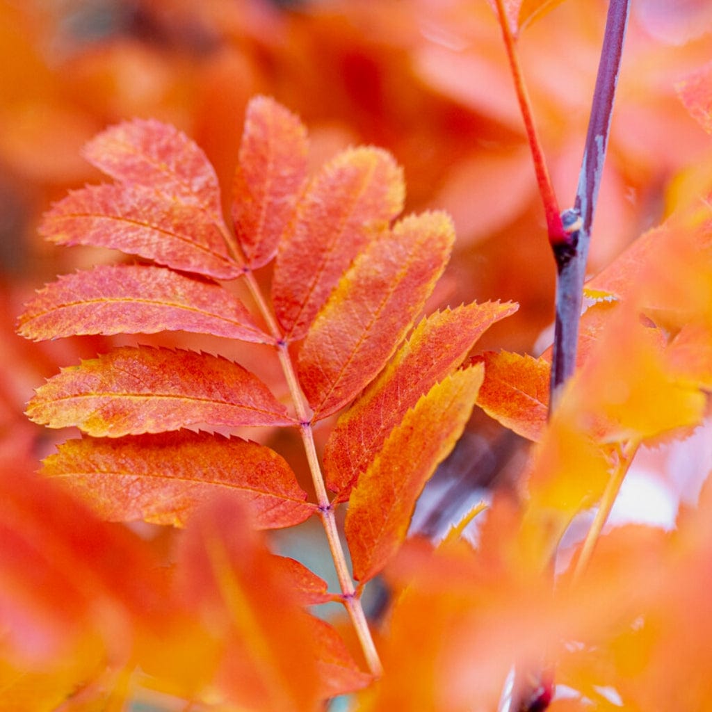Sorbus aucuparia