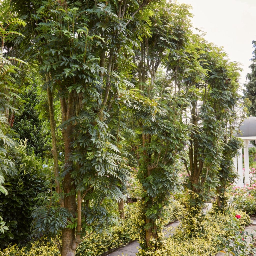Sorbus aucuparia